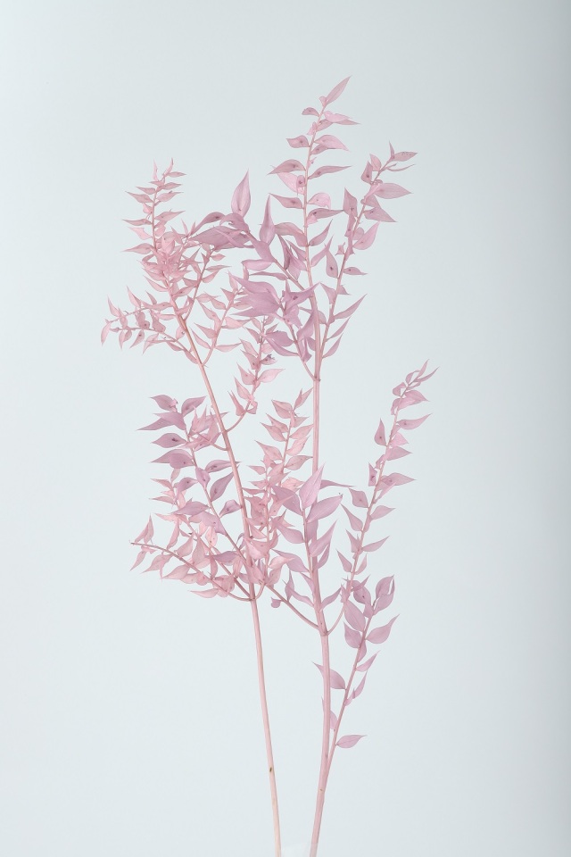 ソフトラスカス　ミスティーパープル　73141