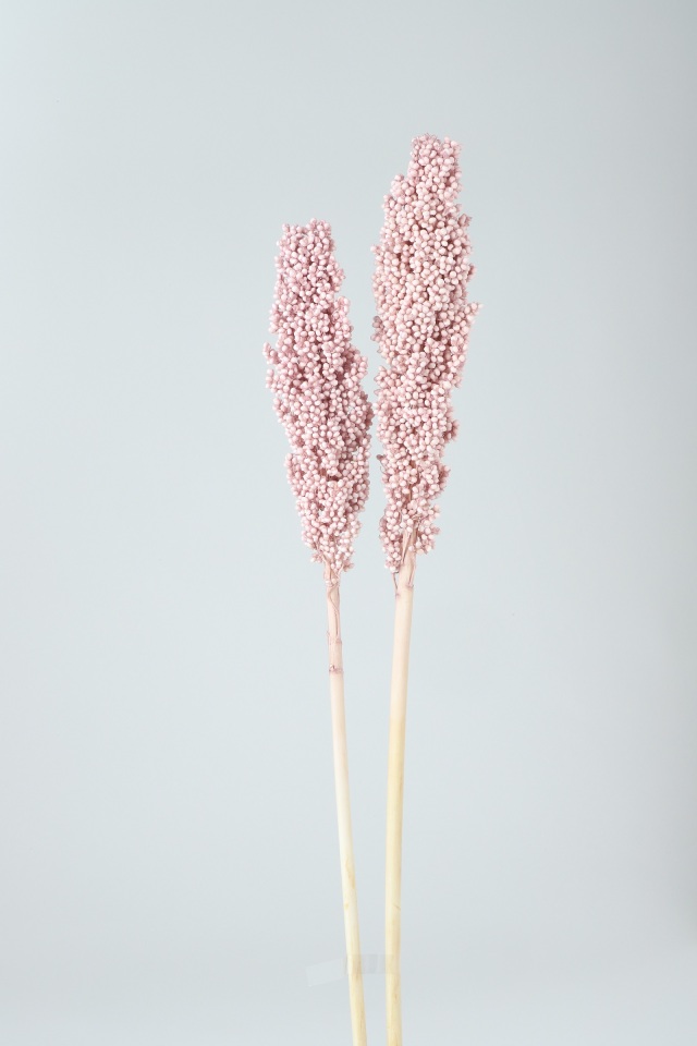 インディアンコ－ン　シェルピンク　73498