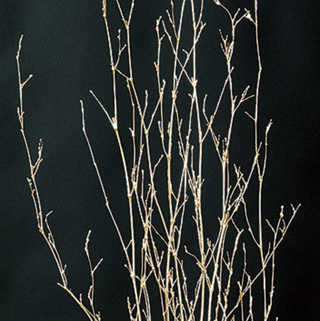 竹枝　ゴールド