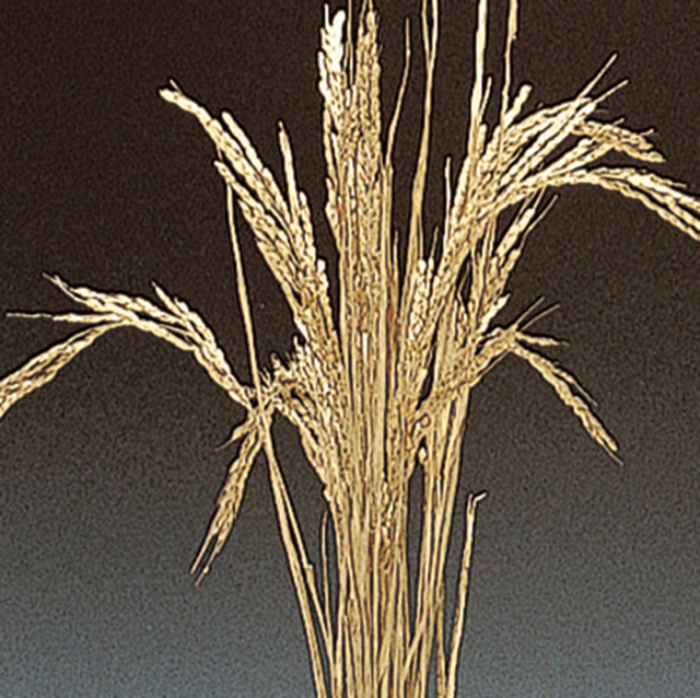 イネ　ゴールド