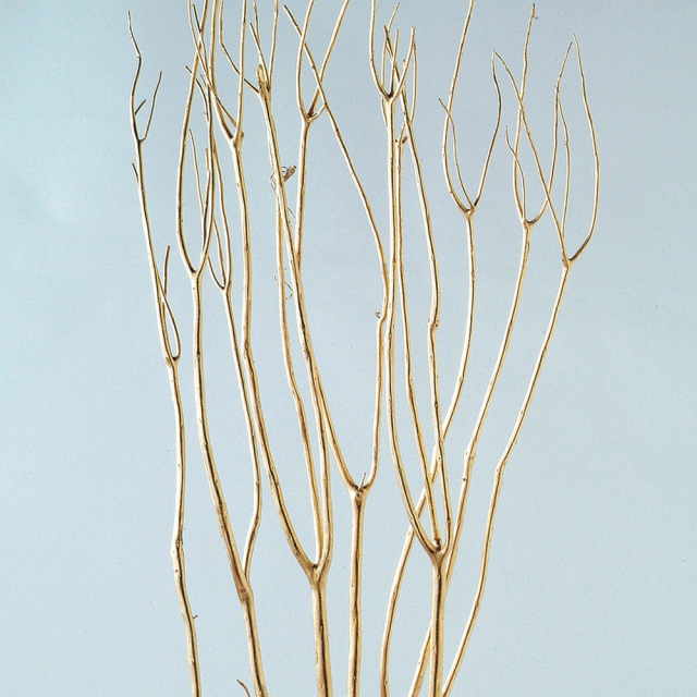 ミツマタ　ゴールド