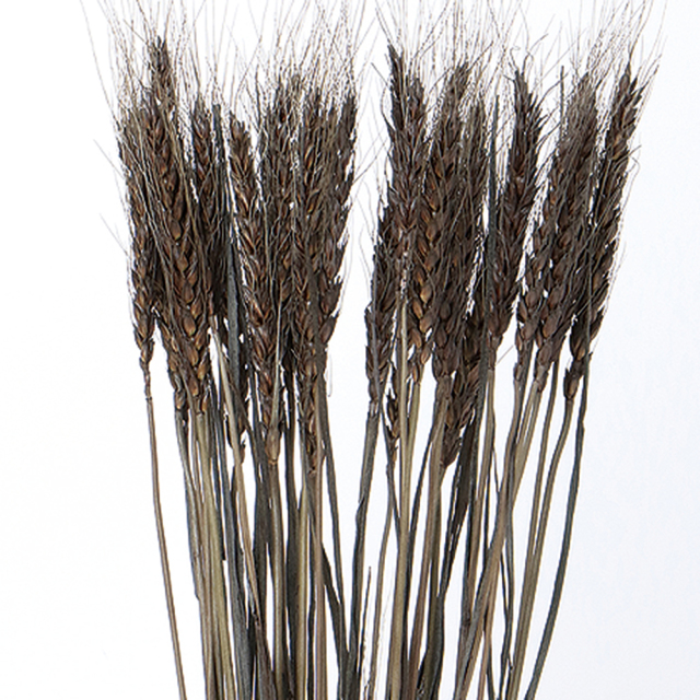 小麦　カフェブラウン