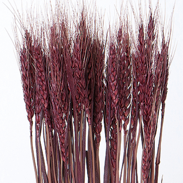 小麦　ボルドー