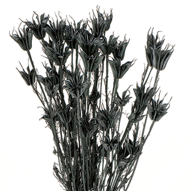 ニゲラオリエンタリス　ブラック　