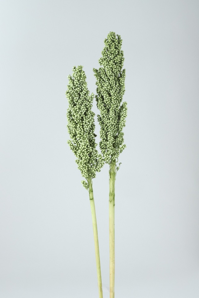 インディアンコ－ン　グリーン　75765