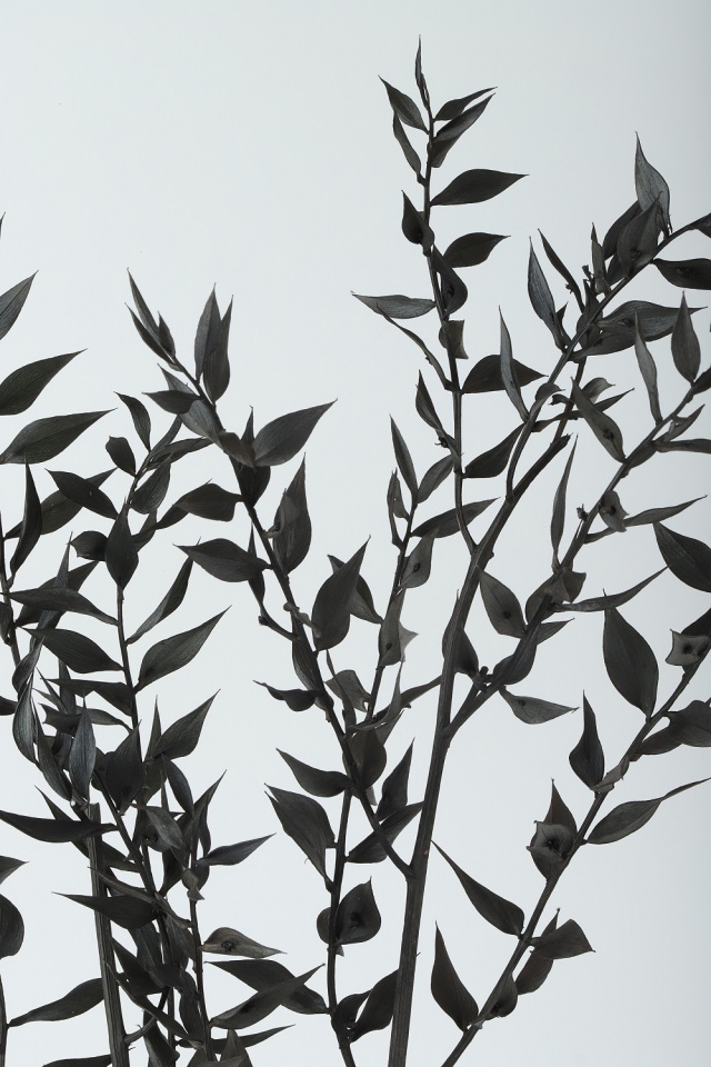 ソフトラスカス　ブラック　75775