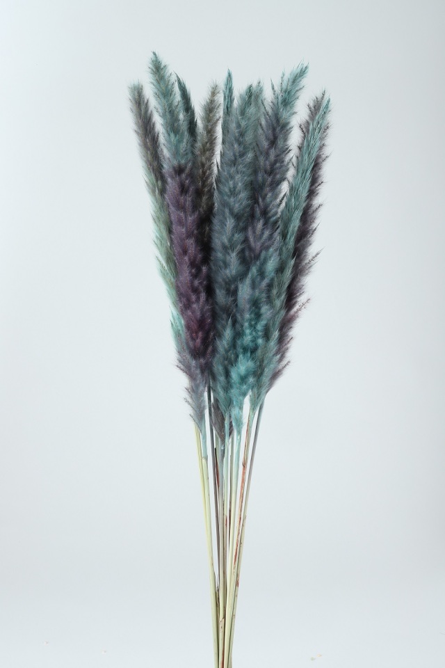 テールリード大　ブルーグリーン　75777