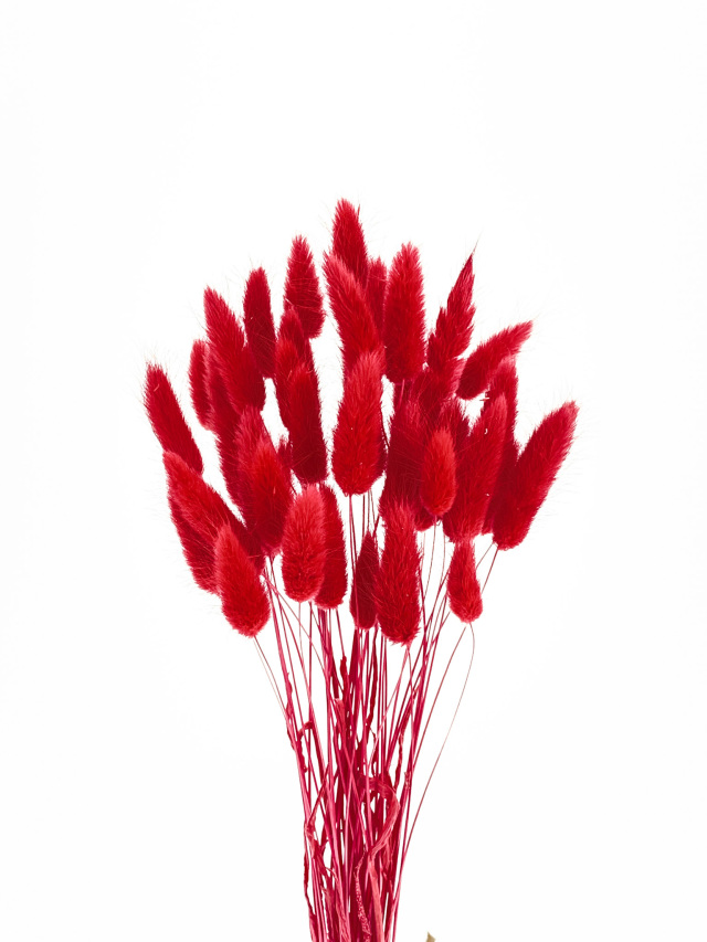 ラグラス　レッド　75784