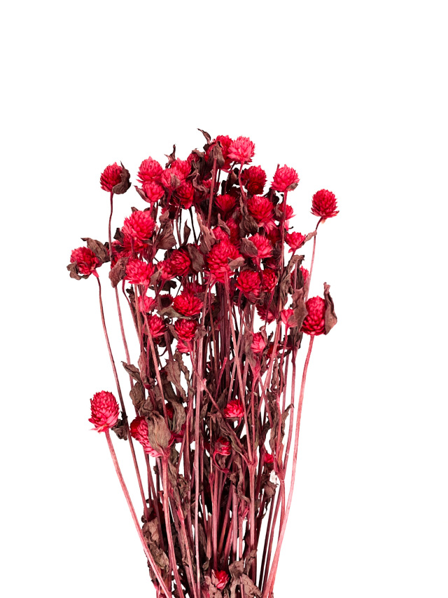 センニチコウ　ミニ　レッド　75790