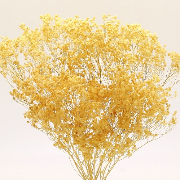 モリソニア　クリームイエロー　76110