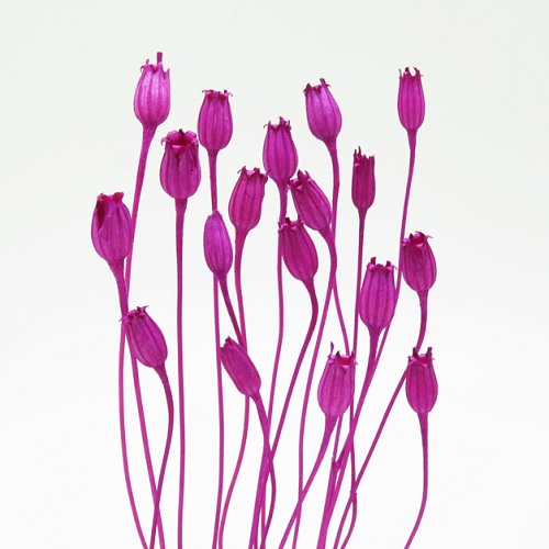 フローレンシア　ルビー　76155