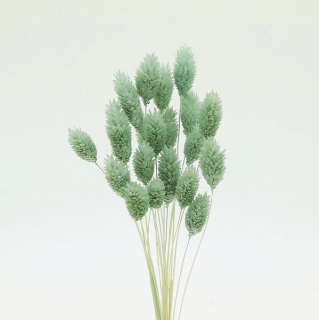 ポアプランツ　グレイッシュグリーン　76126