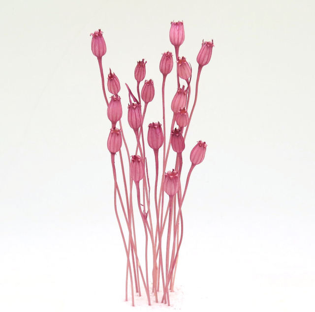 フローレンシア　カシス　76133