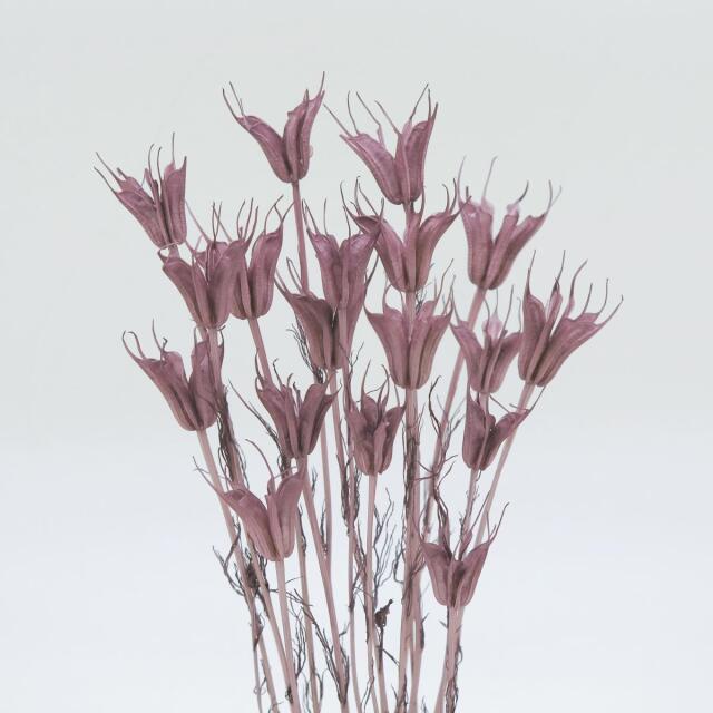 ニゲラオリエンタリス　ミディ　オールドライラック　76146　廃盤セール60％ＯＦＦ