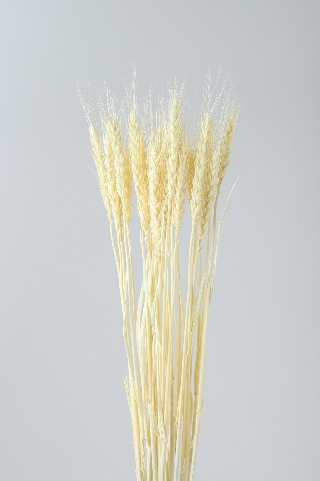 小麦　クリームイエロー　76149