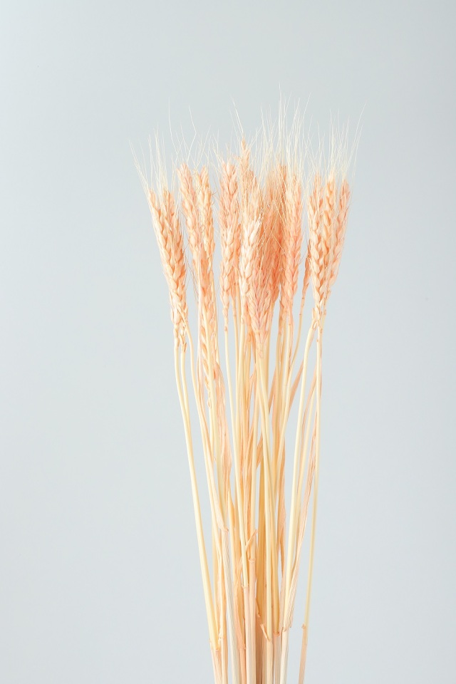 小麦　ライトコーラル　76150