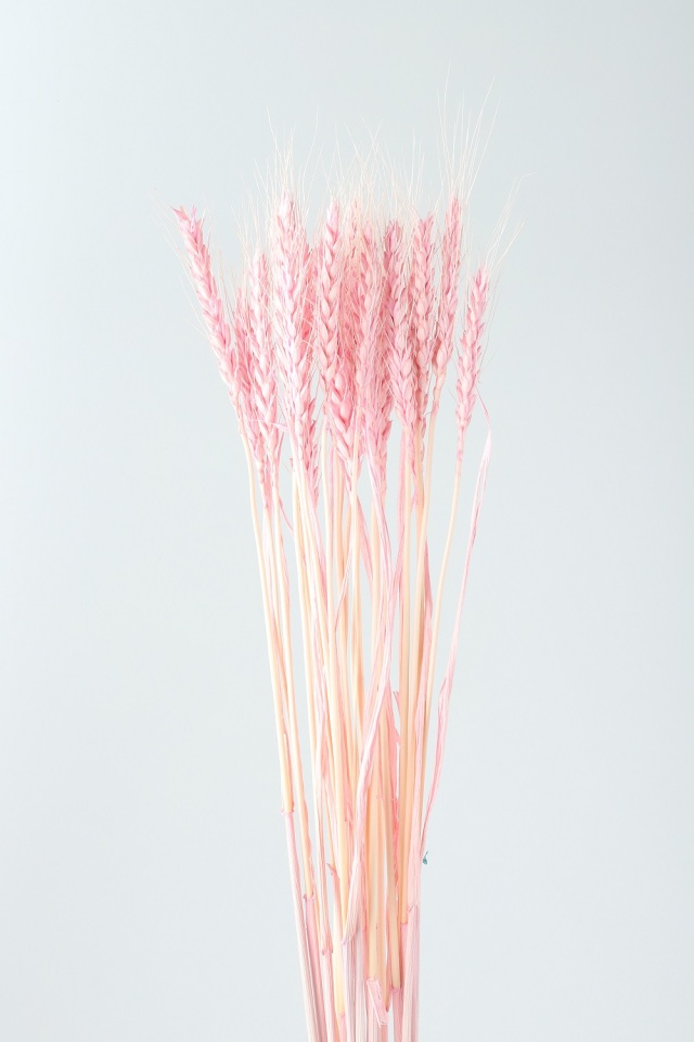 小麦　スイートピンク　76151