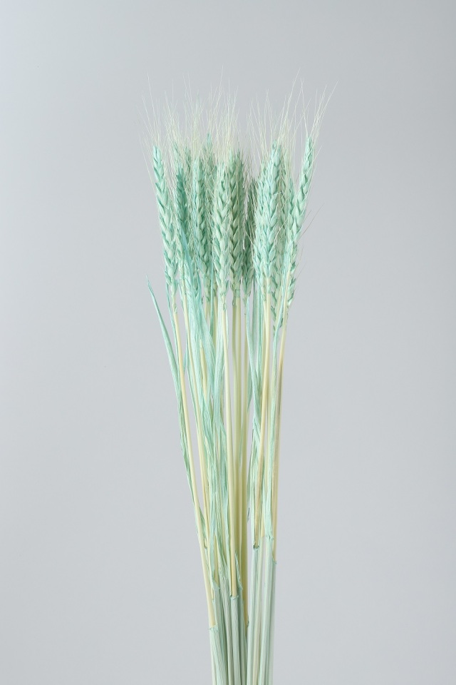 小麦　ミントグリーン　76152
