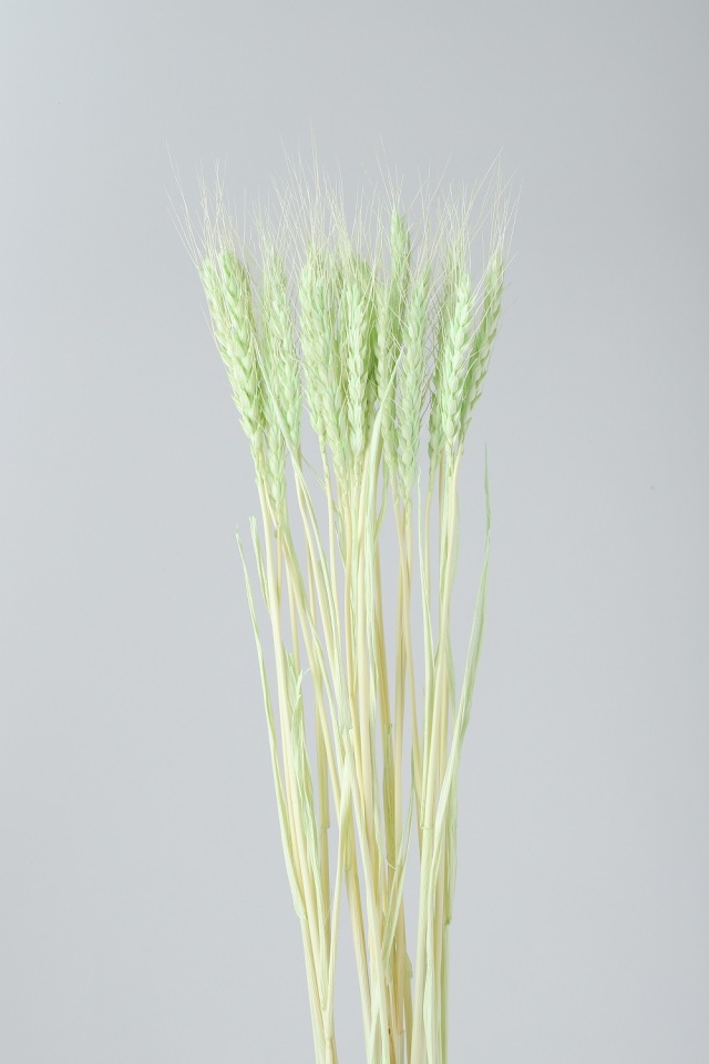 小麦　クリアグリーン　76153