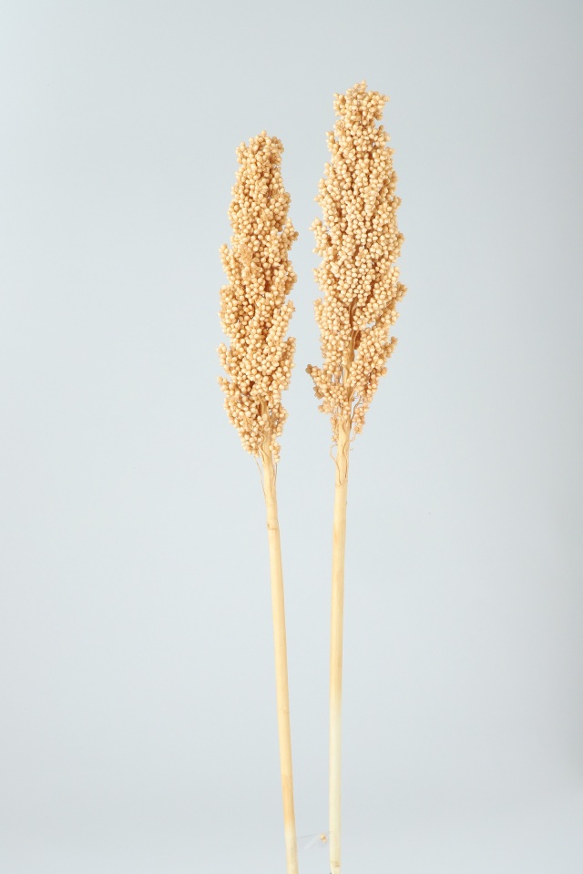 インディアンコ－ン　オフオレンジ　76164