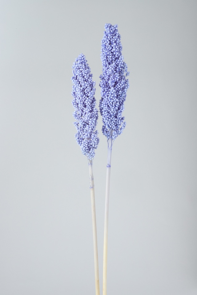 インディアンコ－ン　パープリッシュブルー　76175