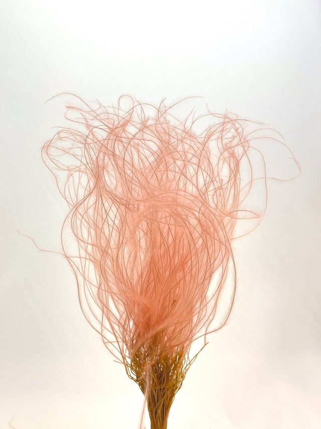 スティファ　ベビーピンク　76187