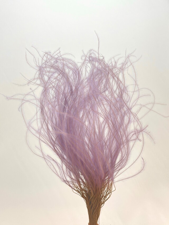 スティファ　パープル　76189