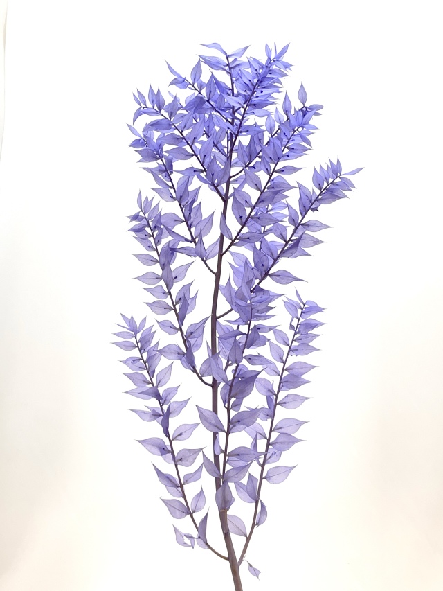 ソフトラスカス　パープリッシュブルー　76199