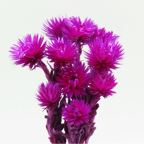 シルバーデージーミニ　ルビー　79031