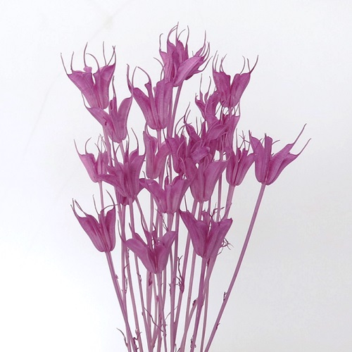 ニゲラオリエンタリス　ミディ　グレイッシュパープル　79038　廃盤セール60％ＯＦＦ