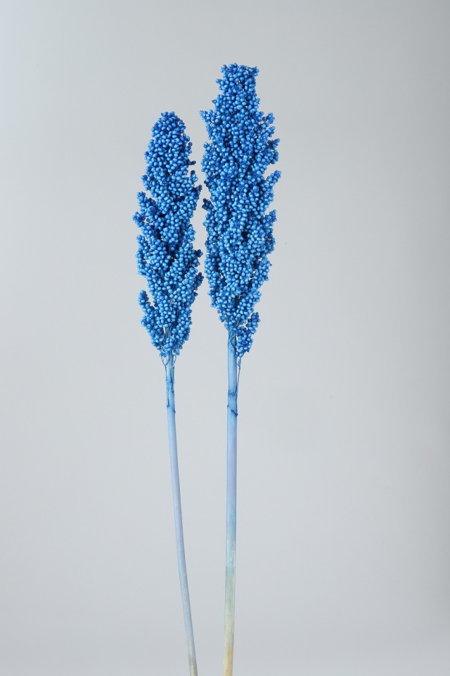 インディアンコ－ン　海　79042