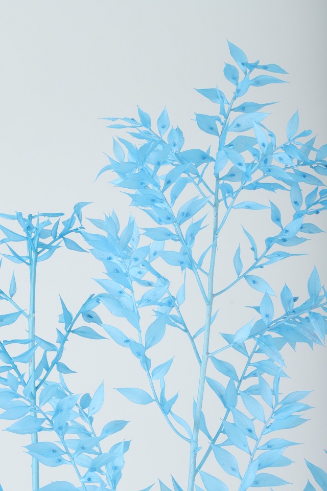 ソフトラスカス　空　79044