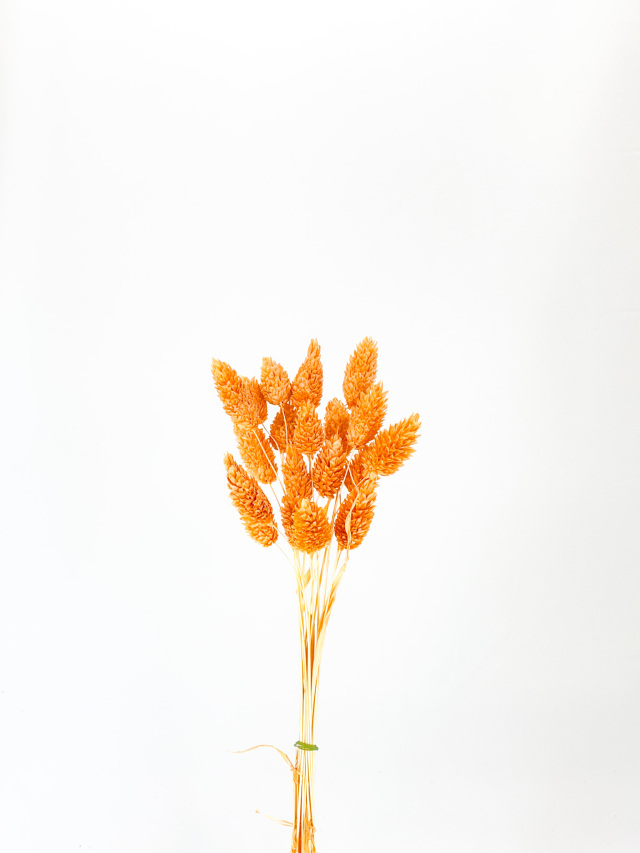 ポアプランツ　キャロット　79048