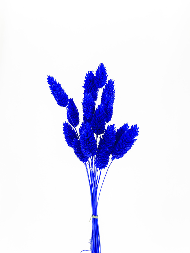 ポアプランツ　ロイヤルブルー　79063