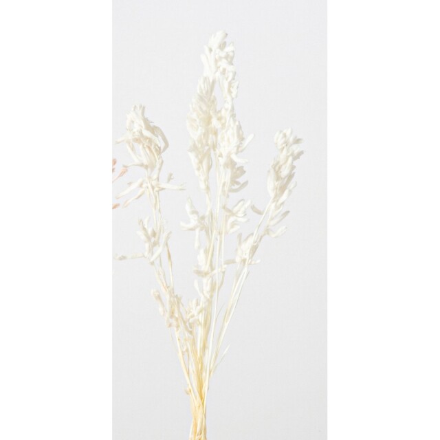 カンガルーポー 011 クリ-ムホワイト　メーカー廃盤セール70％OFF