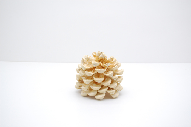 ピネアコーン　サラシ