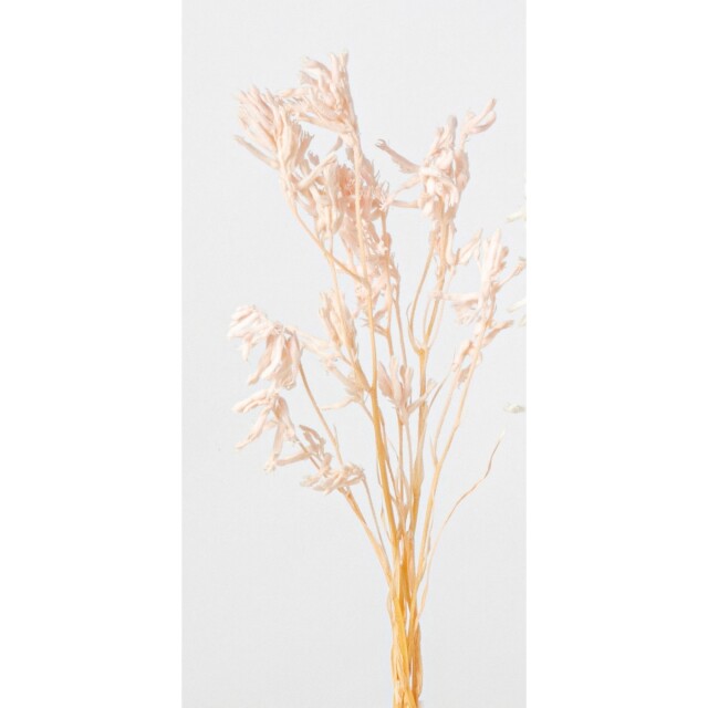 カンガルーポー 003 ピンク　メーカー廃盤セール70％OFF