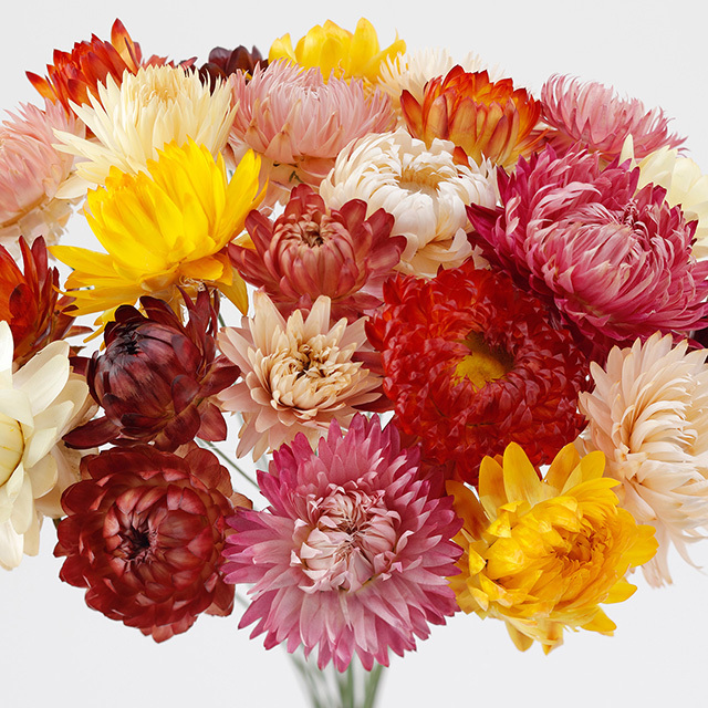 035 ヘリクリサム 麦ワラ菊ワイヤー付き ドライフラワー ムギワラギク