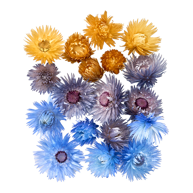 シルバーデージーヘッド　大・小アソート　ブルーミックス　FD4951