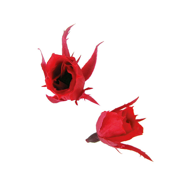 マイクロローズ　チェリーレッド　FL060-05