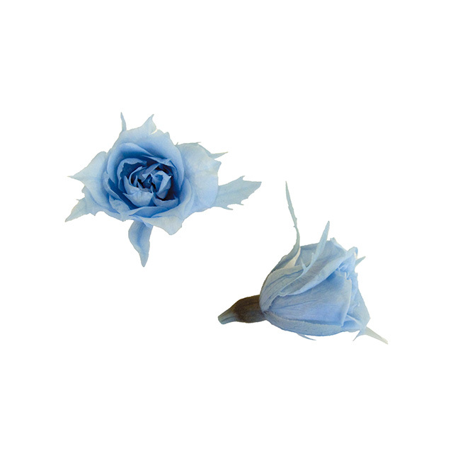 マイクロローズ　パウダーブルー　FL060-13