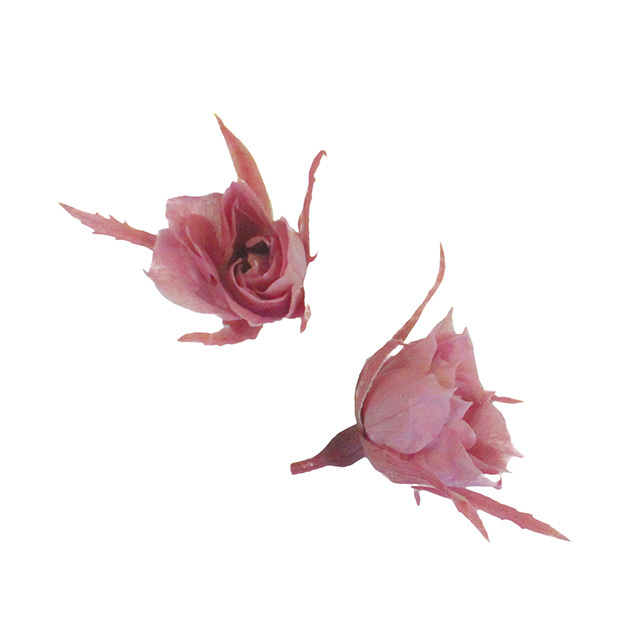 マイクロローズ　チェリーブロッサム　FL060-20