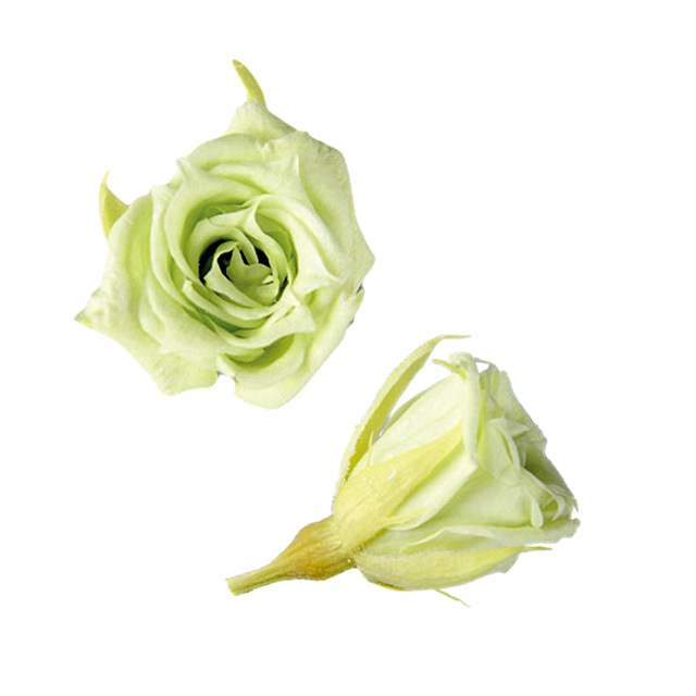 マイクロローズ　シトラスグリーン　FL060-64