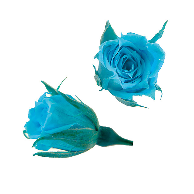 マイクロローズ　カリビアンブルー　FL060-72