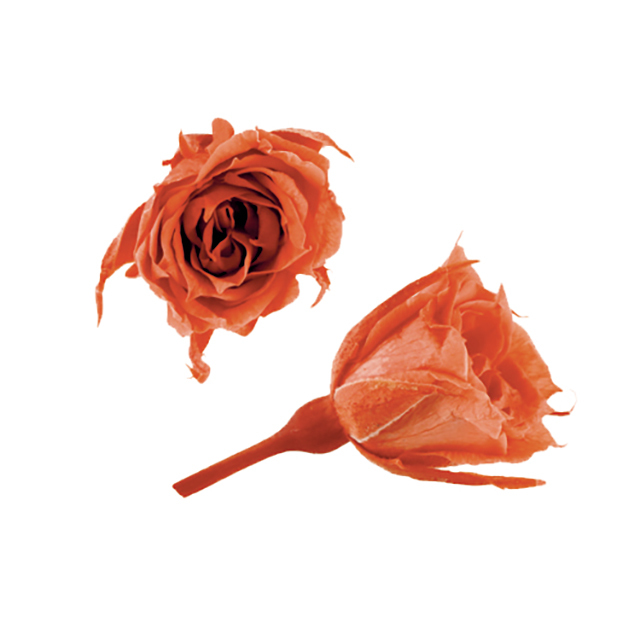 マイクロローズ　フラミンゴオレンジ　FL060-85