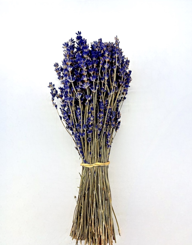 プロバンスラベンダー