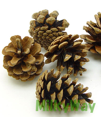 オーストリカパインコーン