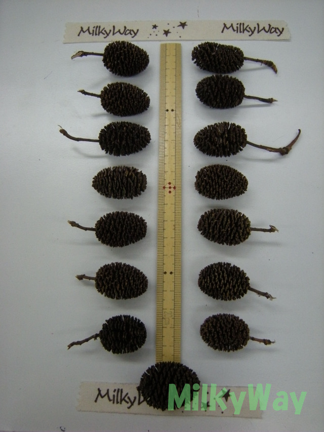 ミルキーウェイオリジナル1368