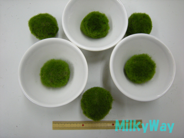 ミルキーウェイオリジナル1350