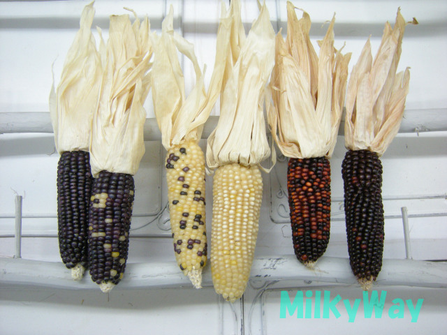 ミルキーウェイオジナル1352